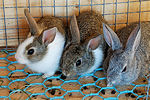 rabbit01