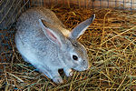 rabbit02