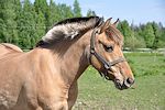 horse04